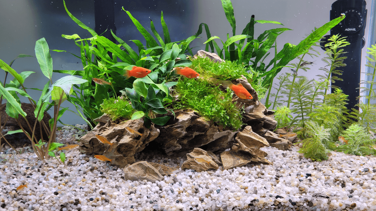 Tanked with Nature